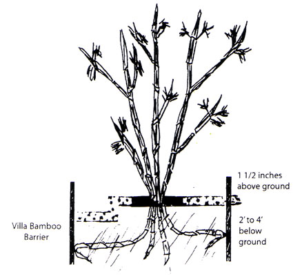 bamboo root barrier