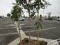 Rubber Tree Ties by Villa Root Barrier